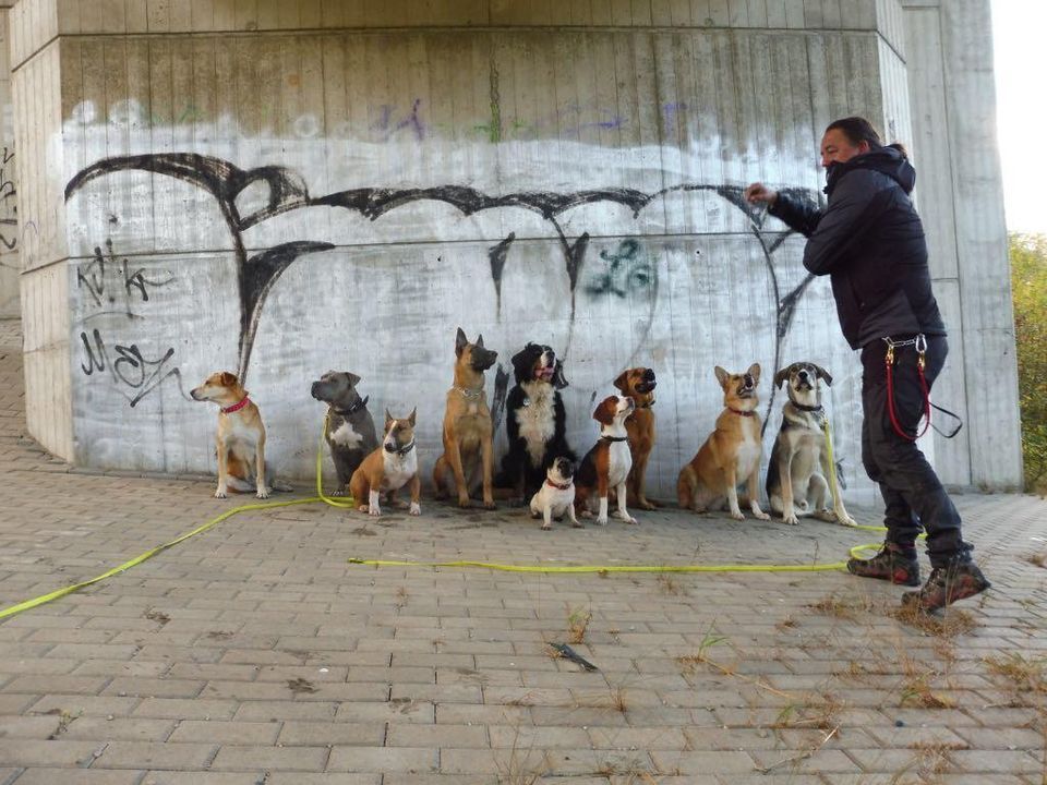 Professioneller Gassi-Service Kassel dogwalking Hundebetreuung in Kassel