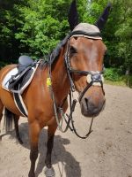 Pferd sucht Reitbeteiligung Bielefeld - Joellenbeck Vorschau