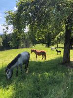 Reit- und Pflegebeteiligungen an Ponys zu vergeben Baden-Württemberg - Alfdorf Vorschau