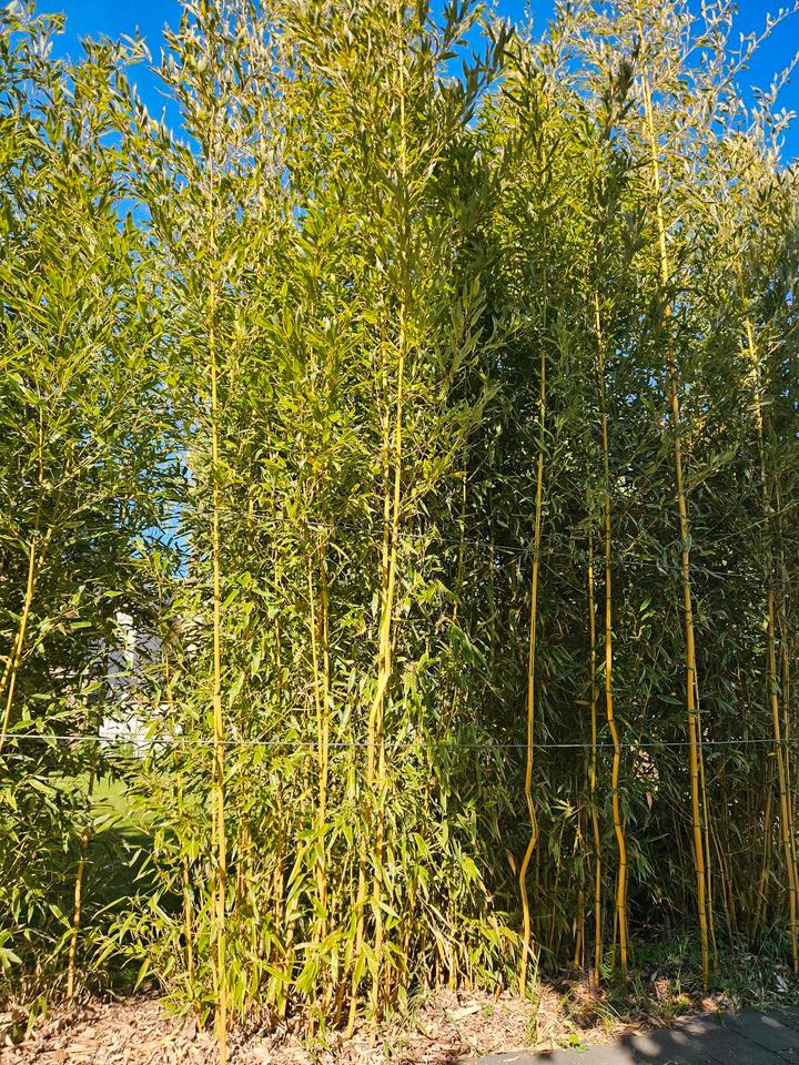 Bambus, Gräser, Pfahlrohr (Fargesia, Phyllostachys etc.) in