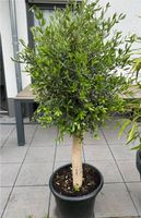 Olivenbaum ca. 170cm Stammdicke 10-15cm sehr guter Zustand Nordrhein-Westfalen - Eschweiler Vorschau
