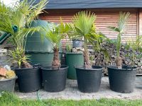 Trachycarpus Fortunei Winterharte Palme Schleswig-Holstein - Warnau b Nettelsee Vorschau