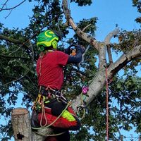 Baumfällung / Baumpflege / Obstbaumschnitt Leipzig - Connewitz Vorschau