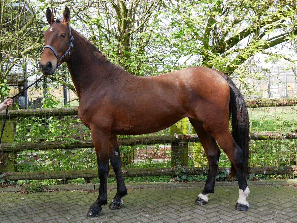 Freizeitpferd, Youngster, Brauner in Dorsten