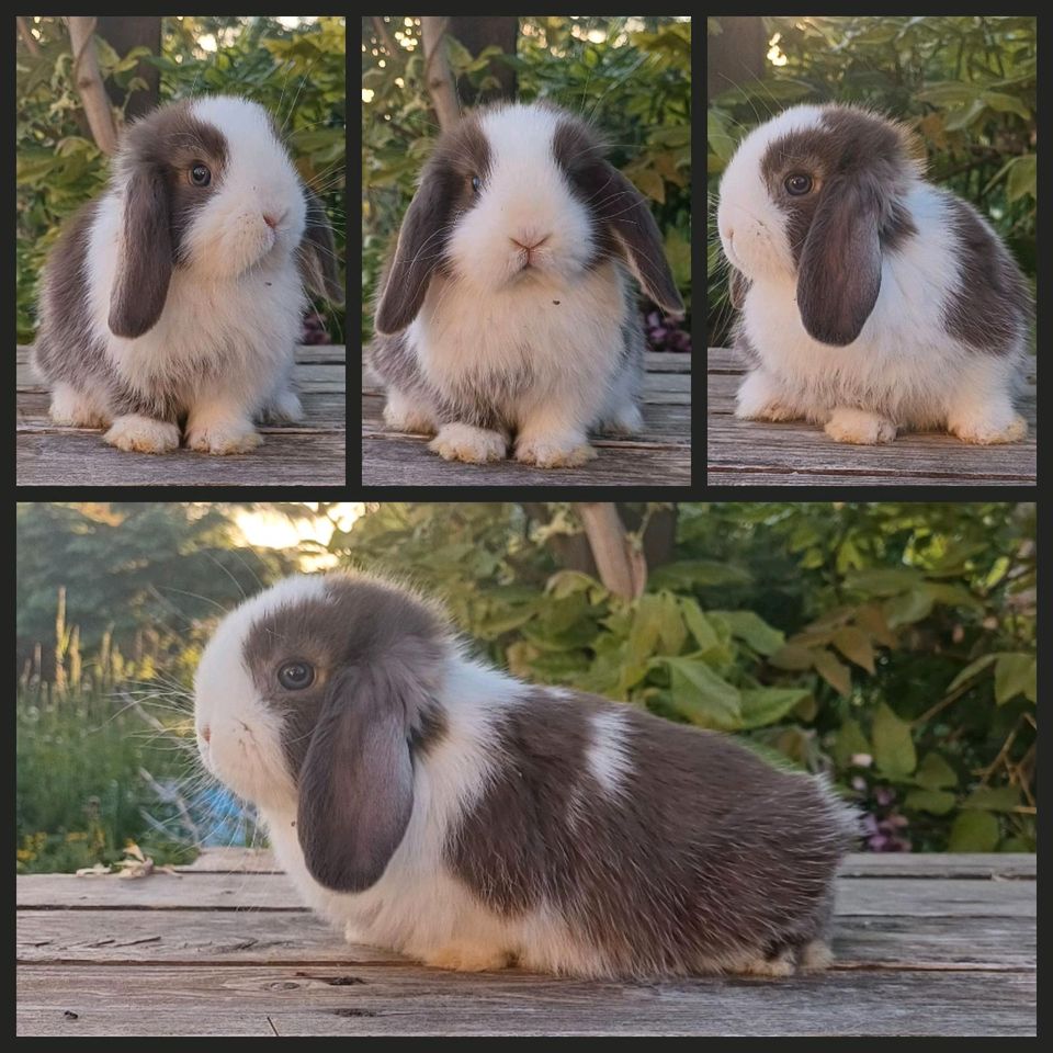 Mini Lop Häsin Havanna WG Holli BA in Aspenstedt