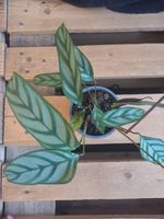 Ctenanthe oppenheimiana - Calathea - einfache Pflege -Hauspflanze München - Milbertshofen - Am Hart Vorschau