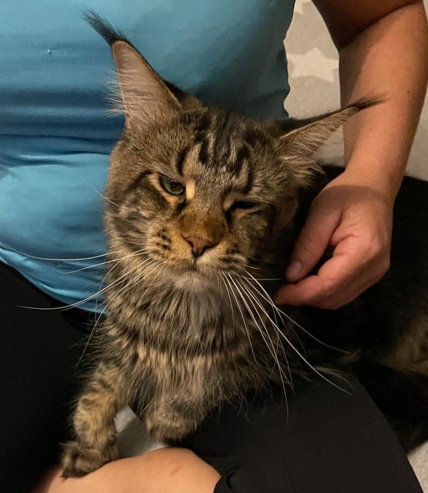 Wunderschöner Maine Coon Kater in Neumarkt-Sankt Veit