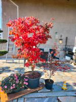 Bonsai, Gartenbonsai, Formgehölz, Niwaki, Japangarten, Ahorn Sachsen-Anhalt - Derenburg Vorschau