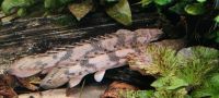 Endlichers Flösselhecht (Polypterus endlicherii) Rostock - Gross Klein Vorschau