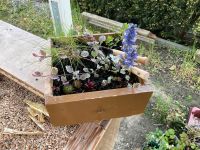 Gartendeko Holzkiste  Schublade mit Pflanzen Stauden ☘️ Niedersachsen - Algermissen Vorschau