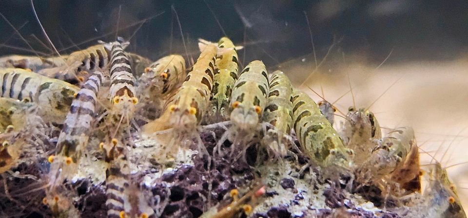 Streifengarnelen. Caridina babaulti stripe Zwerggarnelen in Wuppertal