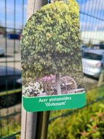 Acer platanoides Globosum, Kugelahorn Niedersachsen - Sögel Vorschau