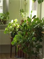 Pilea / Ufopflanzen Ableger Dortmund - Innenstadt-West Vorschau