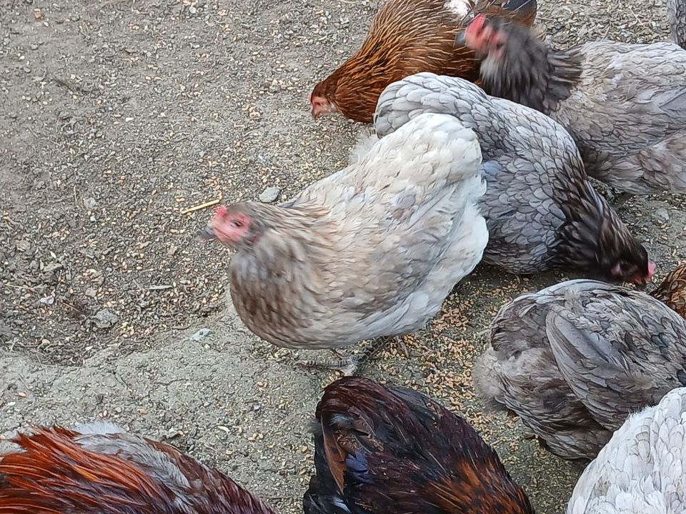 Bruteier, Araucana, Hühner, Grünleger in Büchlberg