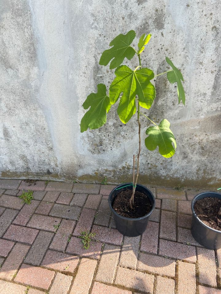 Schöner Feigenbaum zu verkaufen in Voerde (Niederrhein)