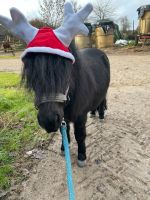 Pony sucht Reiter, Reitbeteiligung, Unterricht für Anfänger Nordrhein-Westfalen - Meerbusch Vorschau