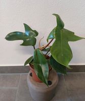 Philodendron Florida Green Bayern - Cham Vorschau