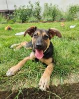 Zauberhafte ROMY ❤️ aus dem Tierschutz sucht ihr Traumzuhause Baden-Württemberg - Rastatt Vorschau