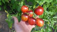 Tomaten Samen, Bohnen, Melonen, Gurken, seltenes Gemüse, Samen Duisburg - Duisburg-Mitte Vorschau