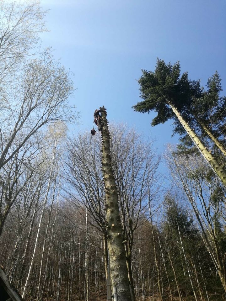 Garten- und Landschaftsbau, Baumfällung in Drei Gleichen