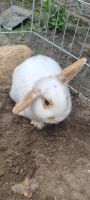 Kaninchen Bock nicht kastriert Nordrhein-Westfalen - Beelen Vorschau