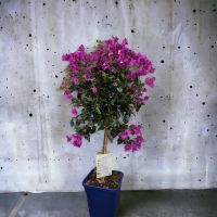 Drillingsblume Bougainvillea sanderiana Hochstamm 40-60cm Nordrhein-Westfalen - Nordkirchen Vorschau