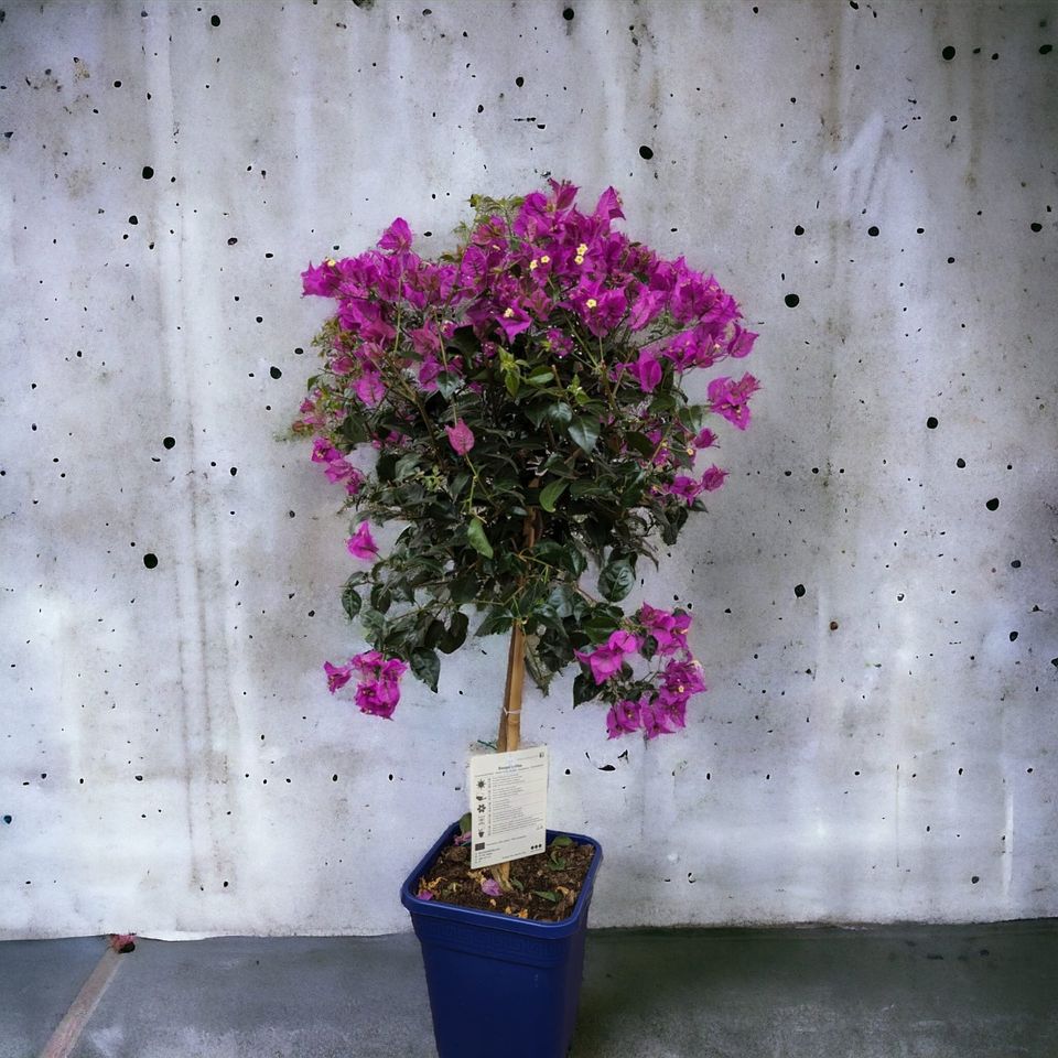 Drillingsblume Bougainvillea sanderiana Hochstamm 40-60cm in Nordkirchen