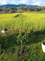 Zierapfel Pflanze, Apfelquitte, Felsenbirne, Mispel, Cranberry Bayern - Ainring Vorschau
