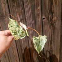 Philodendron Hederaceum Oxycardium Variegata Bayern - Memmingen Vorschau