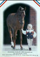 Reiten für Anfänger und Fortgeschritten Schleswig-Holstein - Bad Bramstedt Vorschau