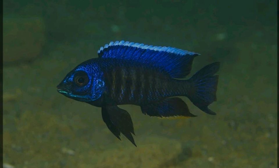 Copadichromis sp kawanga dark blue in Düsseldorf