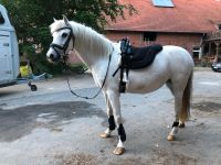 Reitbeteiligung auf superlieben Ponystute Niedersachsen - Munster Vorschau