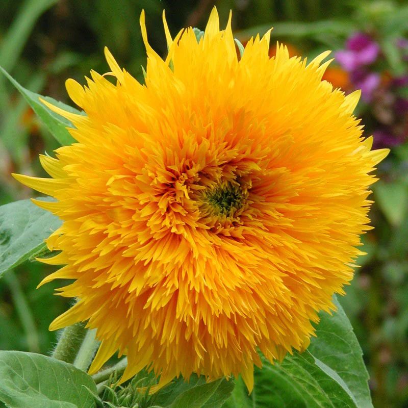 25 Samen Sonnenblume Helianthus gefüllt "Orange Sun" in Nürnberg (Mittelfr)