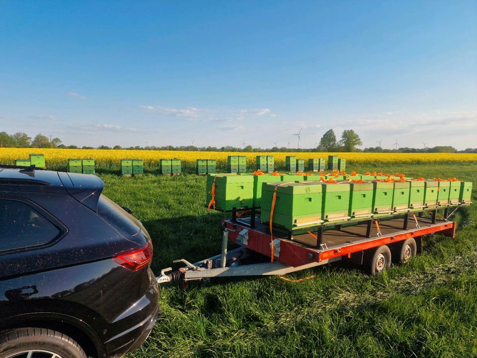 DNM Bienenvölker Ableger Bienen Wirtschaftsvolk Honig Imkerei in Ziegendorf