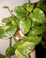 Epipremnum " Emerald " Efeutute pothos philodendron scindapsus Bayern - Osterhofen Vorschau