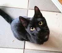 Schwarzer Kater/Katze vermisst nähe Rastede Niedersachsen Niedersachsen - Rastede Vorschau