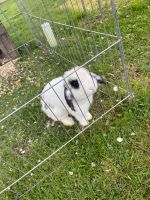 Kaninchen weiß gefleckt Nordrhein-Westfalen - Vlotho Vorschau