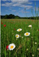 Suche Landwirtschaftliche Pachtflächen Acker Wiese Gründland Bayern - Bad Wörishofen Vorschau