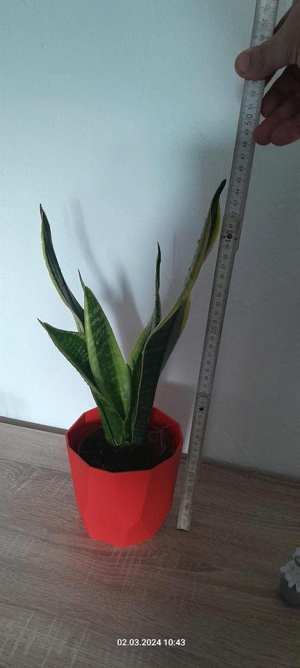 Bogenhanf pflegeleichte Zimmerpflanze Sansevieria trifasciata in Lengefeld