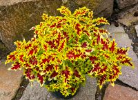 Große Coleus Lovebird R Hessen - Obertshausen Vorschau