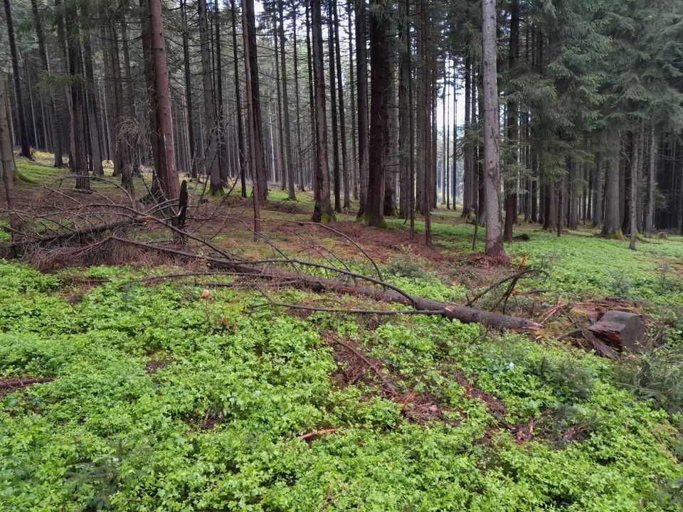 Brennholz, Meter, Fichte, Buche, Bruch in Furth im Wald