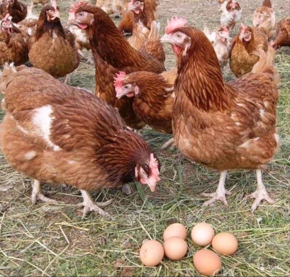 Frische Eier in Herford