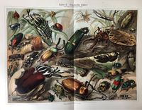 Vintage Poster Druck Käfer Insekten Zoologie Berlin - Charlottenburg Vorschau