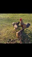 Eier Bielefelder Kennhuhn Bayern - Schwarzenbach am Wald Vorschau