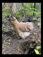 Bruteier Seidenhuhn Huhn Eier Bayern - Moorenweis Vorschau