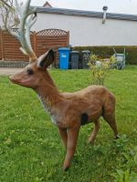 Rehbock für Tierliebhaber Sachsen - Mügeln Vorschau