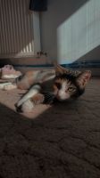 Katze Pitou vermisst - Finderlohn 50€… Nordfriesland - Tating Vorschau
