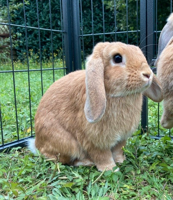 Kaninchen / Zwergkaninchen / Zwergwidder in Bernau