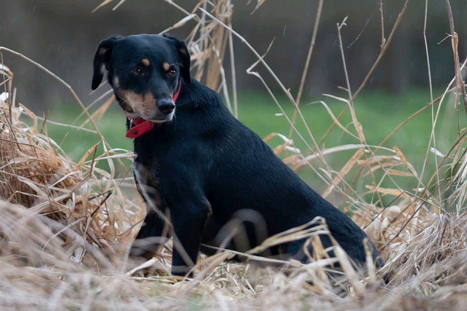 Ivy, 4 Jahre alt, bitte kompletten Text lesen in Hannover