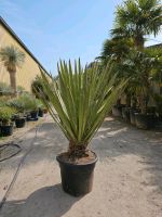 Yucca Faxoniana Palmlilie Nordrhein-Westfalen - Oer-Erkenschwick Vorschau